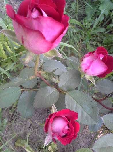20150710_180736 - Trandafirii mei