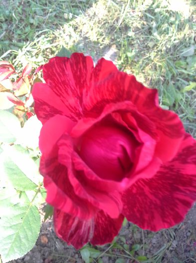 20150710_180754 - Trandafirii mei