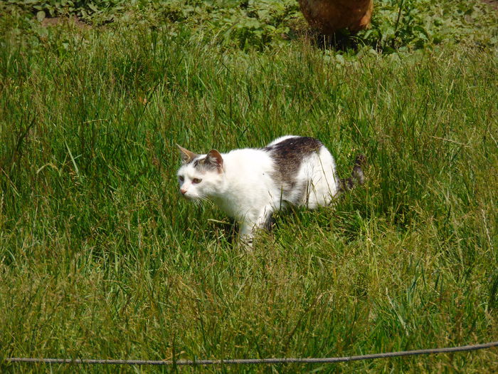 DSC08789 - Diverse animale si pasari