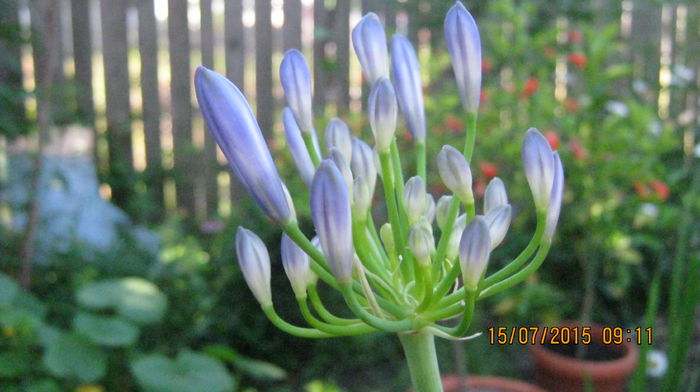 IMG_9668 - Agapanthus