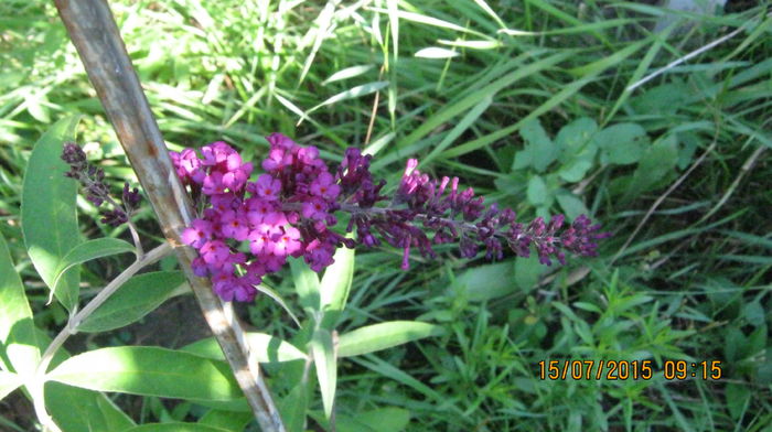 IMG_9673 - Buddleja davidii