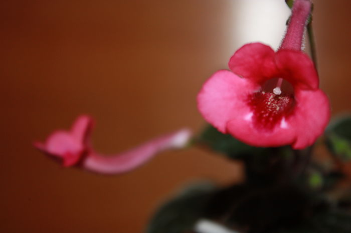 IMG_5440 - 2015 vara fierbinte