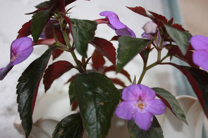 IMG_5448 - 2015 vara fierbinte