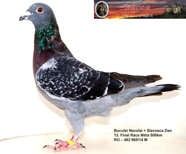 loc.13 Finala Nitra si 15 As; Dracula
