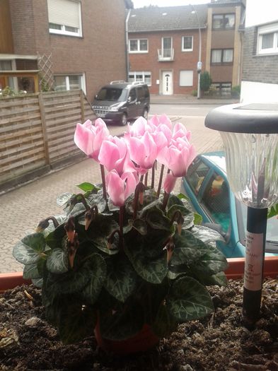 2013-09-01 15.38.35 - diverse_floricele