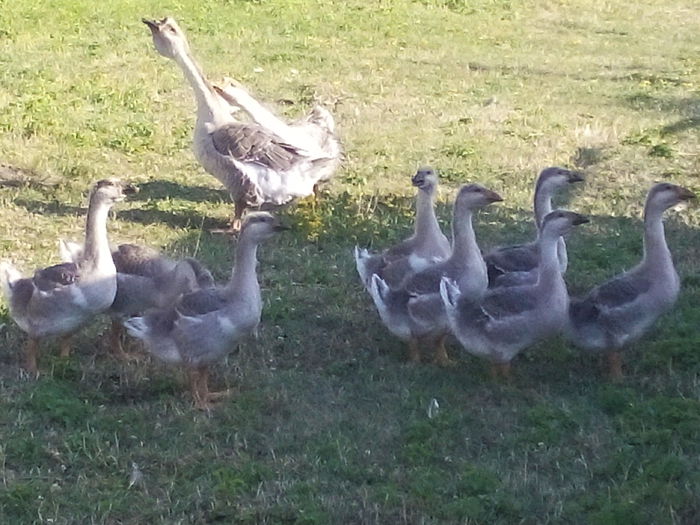 IMG_20150715_183424 - cuib de gasca si boboci 2015