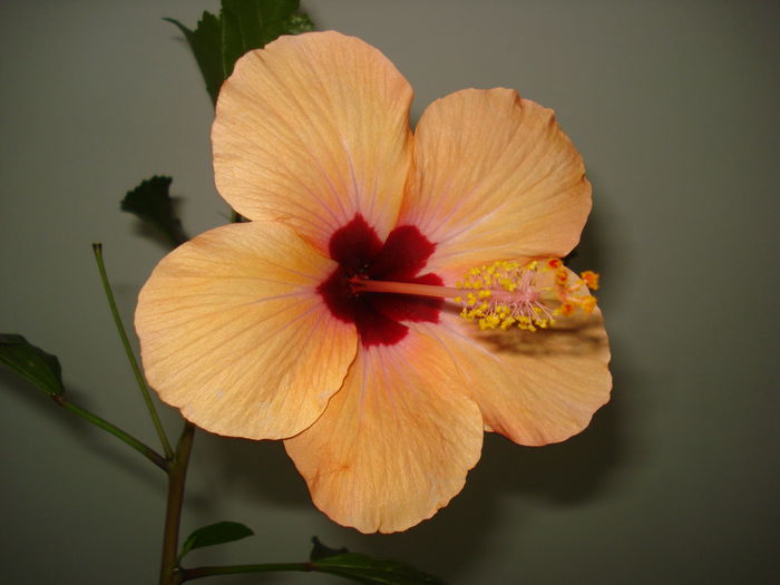 DSC02613 - HIBISCUS 2015