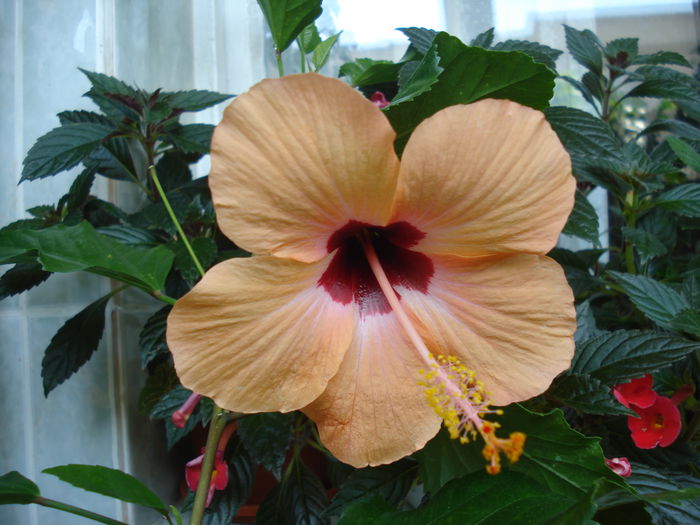 DSC02616 - HIBISCUS 2015