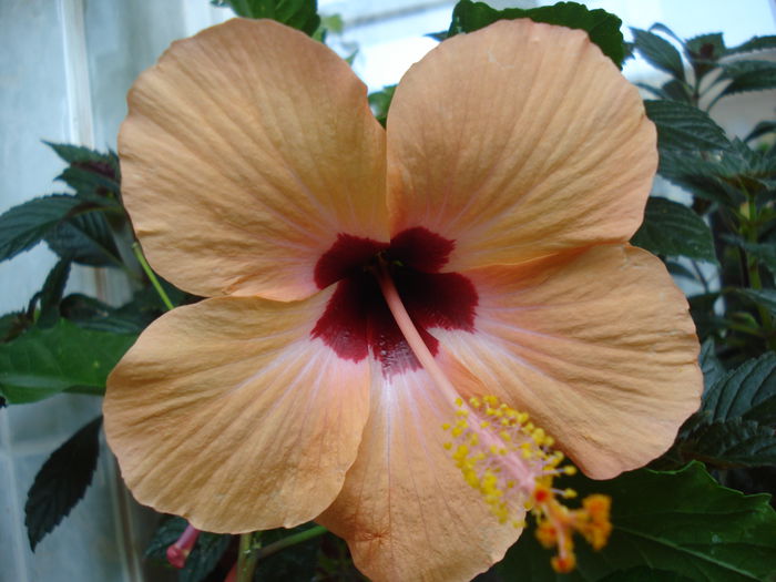DSC02617 - HIBISCUS 2015