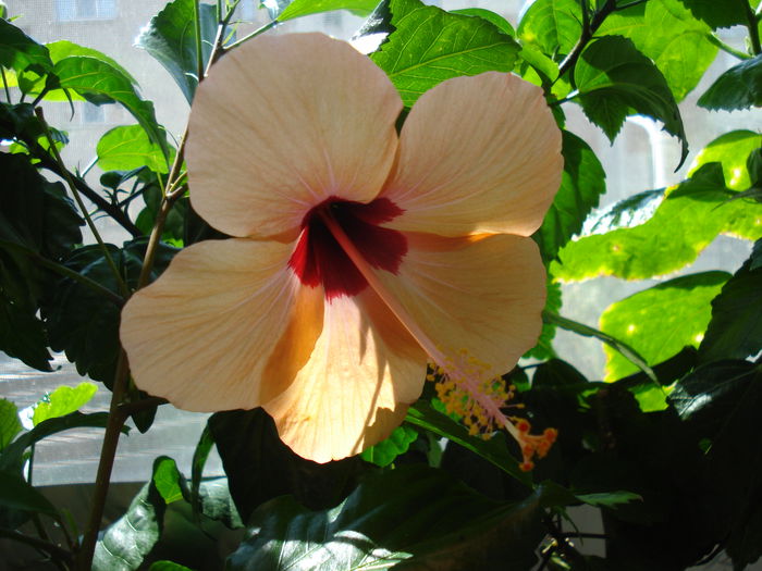 DSC02614 - Hibiscus Nairobi