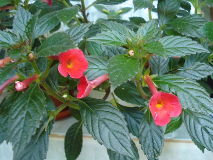 DSC02618 - FLORI 2015