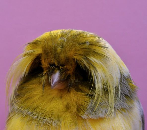 Canar rasa  CRESTEDBRED