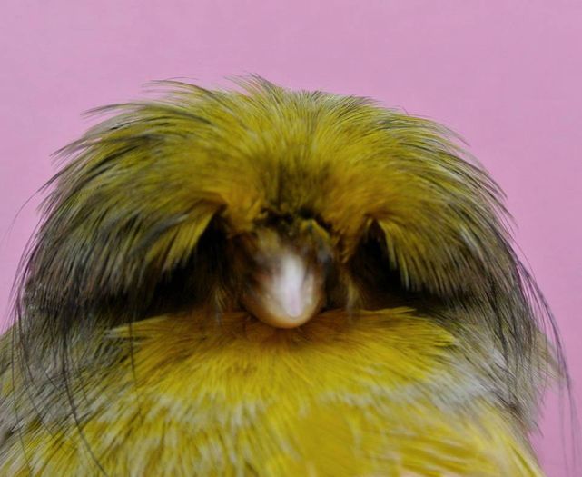 Canar rasa  CRESTEDBRED