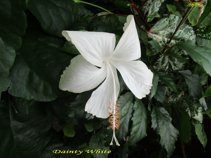 Dainty White (16-07-2015)