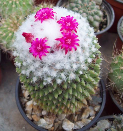 Mammillaria polythele fa. inermis.