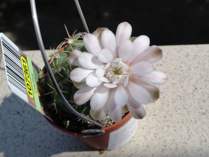 Gymnocalycium