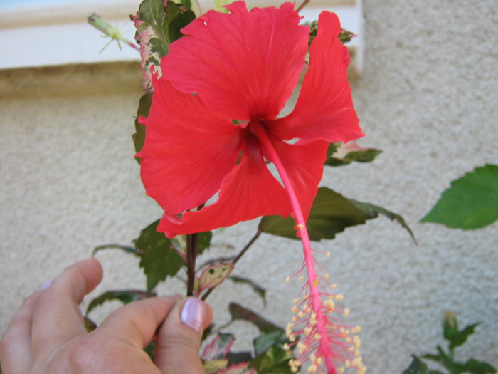 Picture My plants 4324 - Hibiscus Cooperi Rose Flake