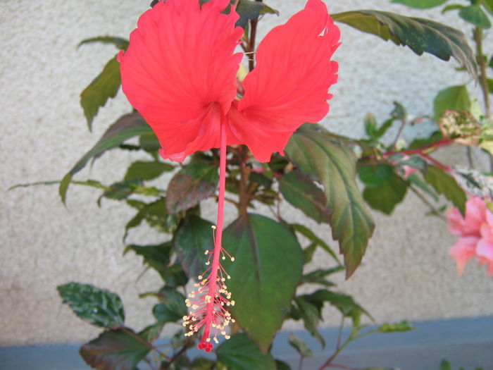 Picture My plants 4325 - Hibiscus Cooperi Rose Flake