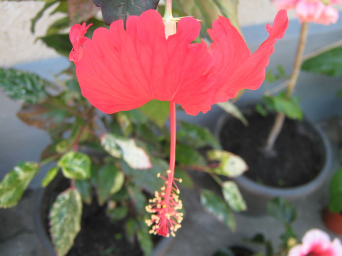 Picture My plants 4326 - Hibiscus Cooperi Rose Flake