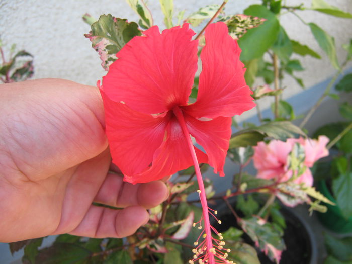 Picture My plants 4327 - Hibiscus Cooperi Rose Flake
