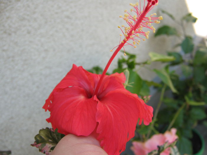 Picture My plants 4328 - Hibiscus Cooperi Rose Flake