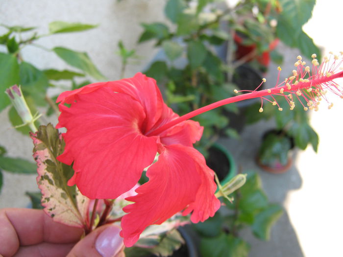 Picture My plants 4329 - Hibiscus Cooperi Rose Flake