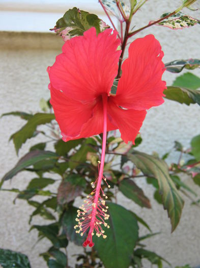 Picture My plants 4331 - Hibiscus Cooperi Rose Flake