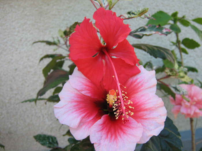 Picture My plants 4332 - Hibiscus Cooperi Rose Flake