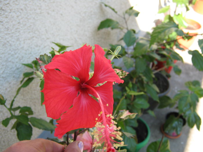 Picture My plants 4335 - Hibiscus Cooperi Rose Flake