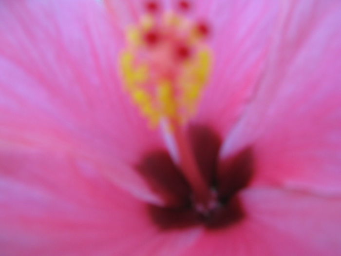 Picture My plants 4221 - HIBISCUSI 2015