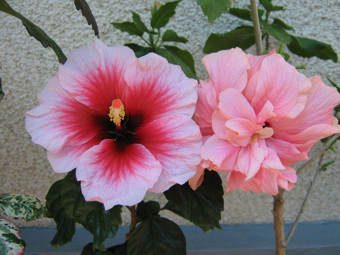 Picture My plants 4322 - HIBISCUSI 2015