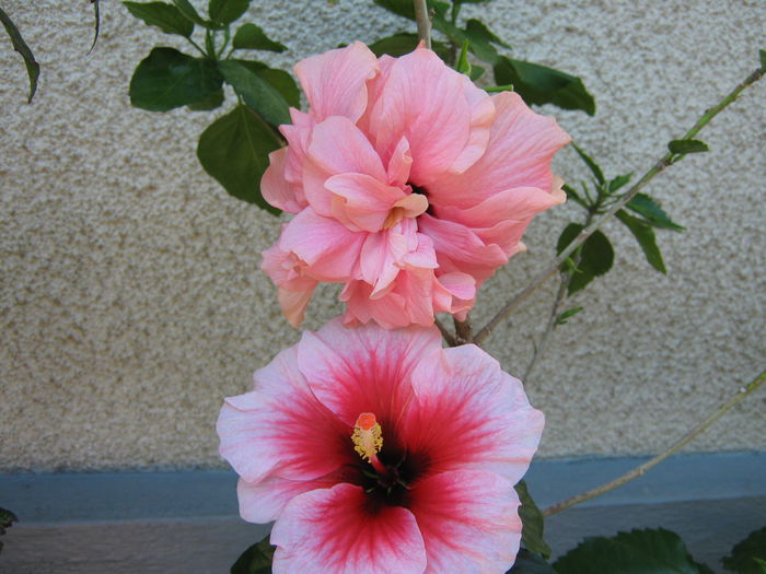 Picture My plants 4321 - HIBISCUSI 2015