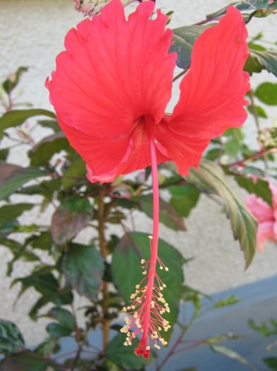 Picture My plants 4343 - HIBISCUSI 2015