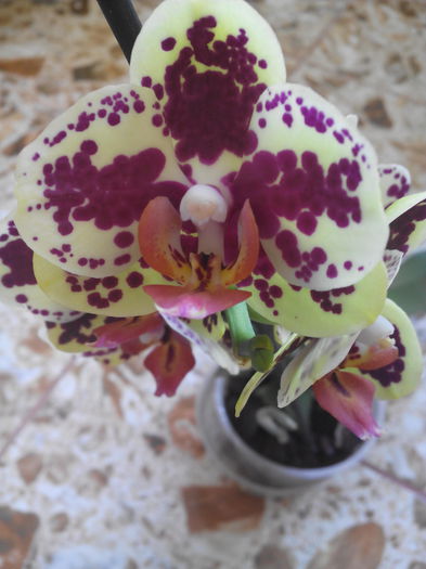 Phalaenopsis - Iulie 16 2015 colet bine primit de la Enama