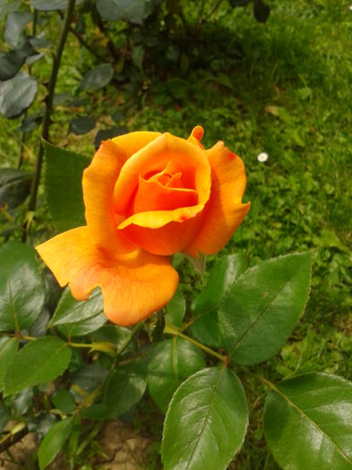 Fotografie0063 - AAAAA_R_TRANDAFIRI 2015_2017