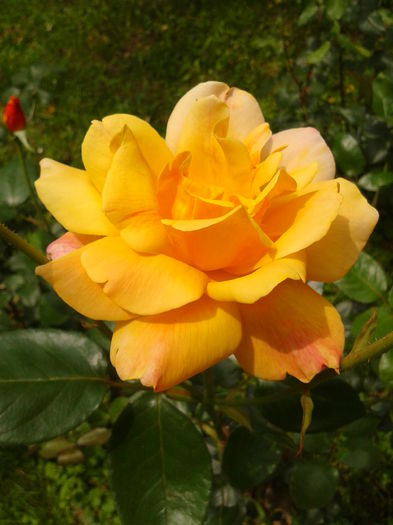 Fotografie0061 - AAAAA_R_TRANDAFIRI 2015_2017