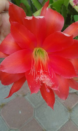 20150618_170628 - cactusi si suculente