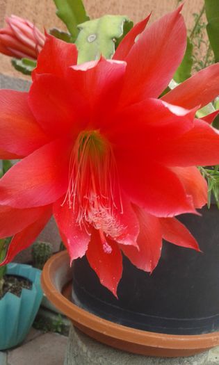 20150618_170634 - cactusi si suculente