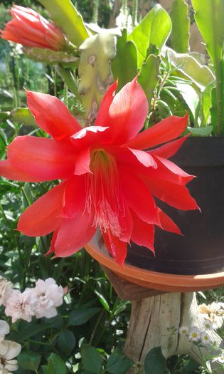 20150618_165557 - cactusi si suculente