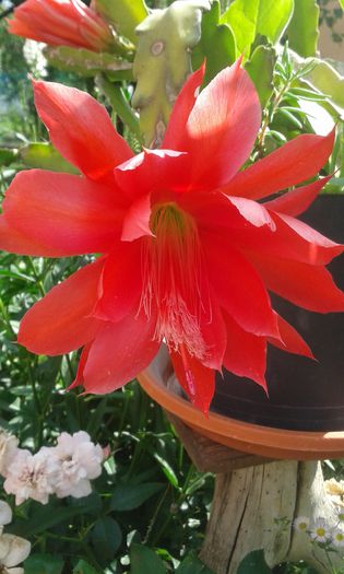 20150618_165611 - cactusi si suculente
