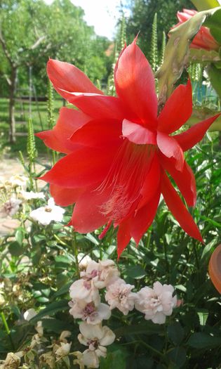 20150618_165627 - cactusi si suculente
