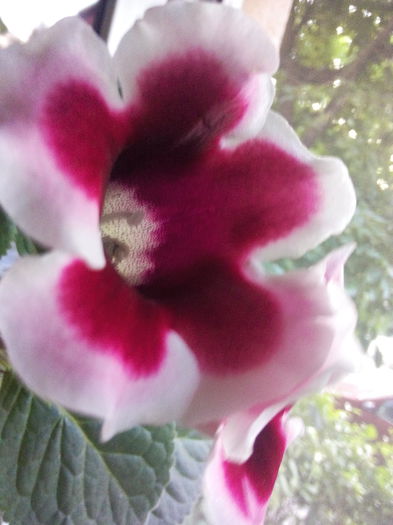 IMG_20150716_202717 - Gloxinia_spectaculoase