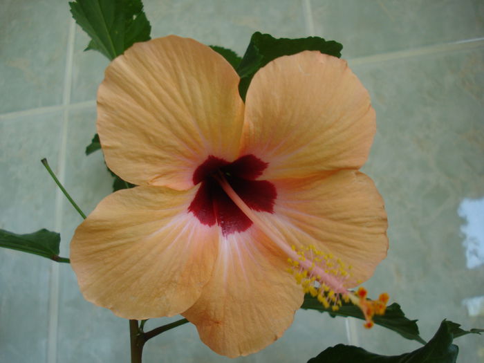 DSC02628 - Hibiscus Nairobi