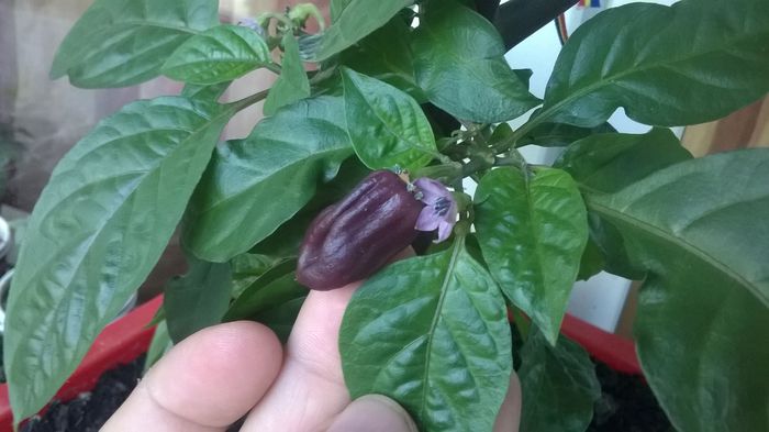 naga morich mov1 - Bhut jolokia 2014