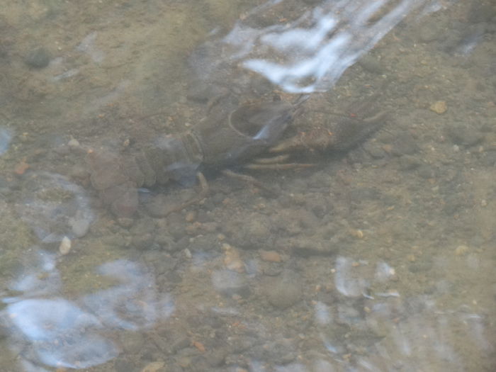 DSC02375 - CHEILE MAZII