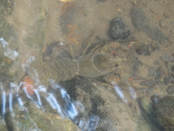 DSC02377 - CHEILE MAZII