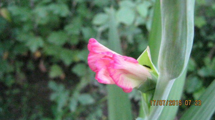 primul boboc de la prima gladiola - Gladiole