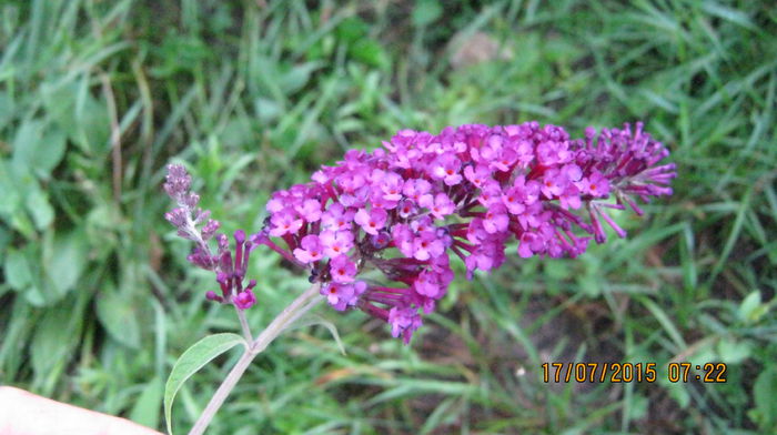 IMG_9697 - Buddleja davidii