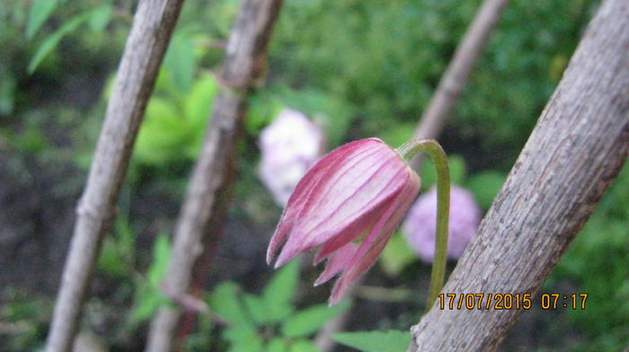 IMG_9684 - Clematis