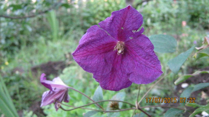 IMG_9696 - Clematis